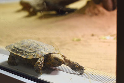 Close-up of a turtle