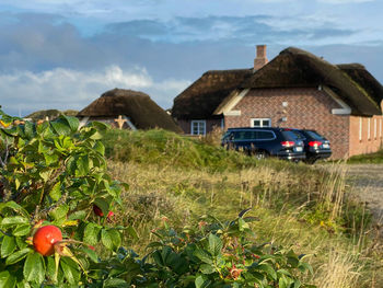 Plants growing on field by houses against sky
