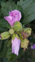 Close-up of pink flowers