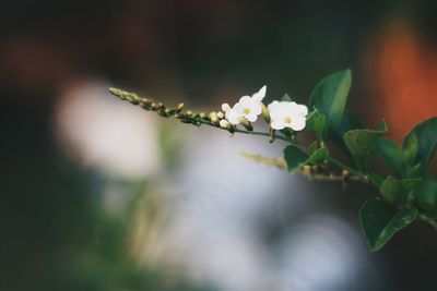 Close-up of white flowering plant