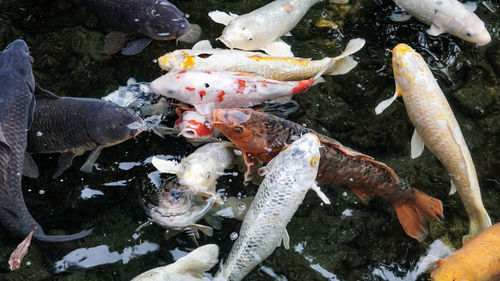 High angle view of koi carps swimming in sea