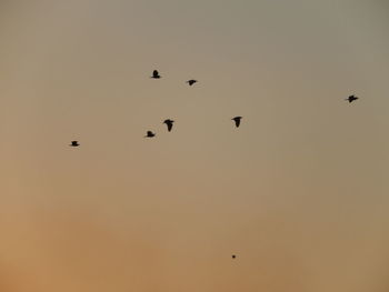 Silhouette birds flying against clear sky