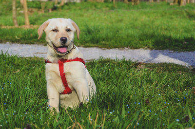 Dog sitting on field