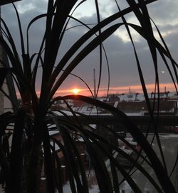 Close-up of silhouette plants by sea against sky during sunset