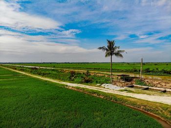 Scenic view of field against sky