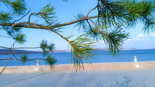 Palm tree by swimming pool against sea