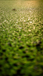 Full frame shot of water on field