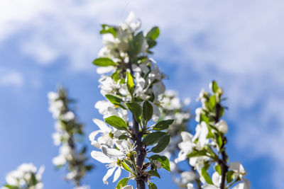 Close-up of white flowering plant against blue sky