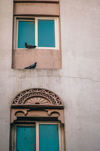 Low angle view of birds perching on window