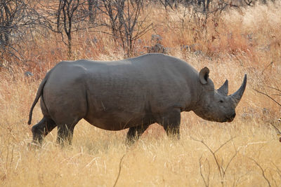 A rhino is out walking in a national park