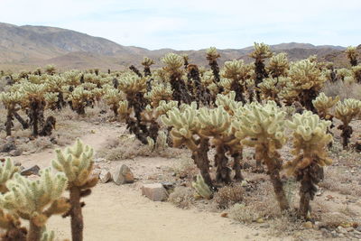 Cholla cactus garden - joshua tree national park - california - usa