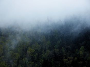 Trees in foggy weather