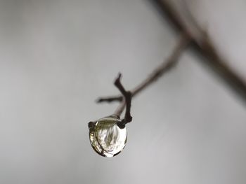 Close-up of water drop hanging on metal fence