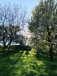 View of flowering trees in park