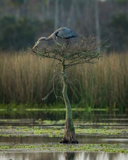 Bird perching on field