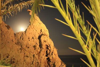 Low angle view of plants against sky