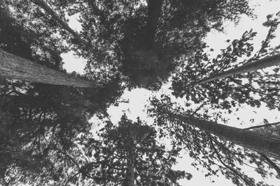 Low angle view of trees against sky