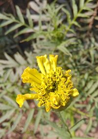 Close-up of yellow flower