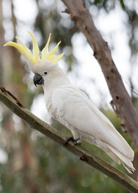 Close-up of sulphur crested cockatoo perching on branch