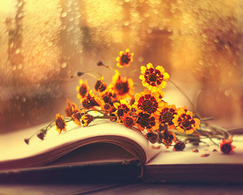 yellow