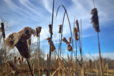 Close-up of plants on field against cloudy sky