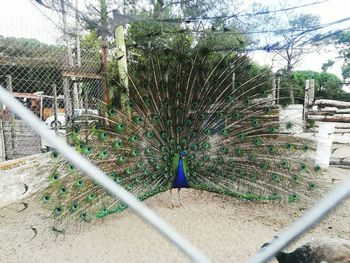 View of peacock through chainlink fence