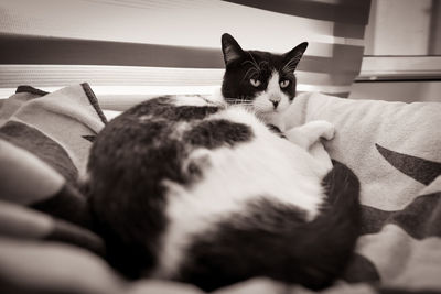 Portrait of cat resting on bed at home