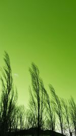 Low angle view of trees against sky