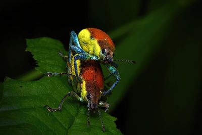 Close-up of insect on leaf