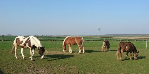 Horses grazing in field against sky