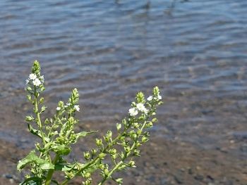 Close-up of plant against blurred background