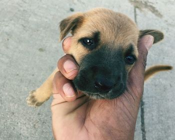 Midsection of person holding dog