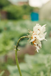 Close-up of white flowering plant