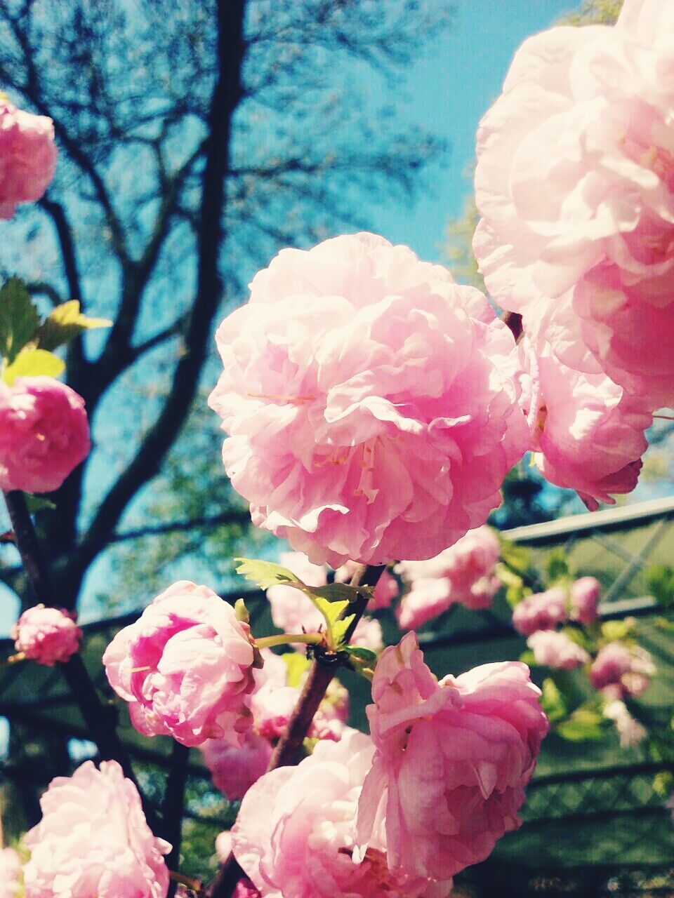 fragility, flower, pink color, freshness, growth, petal, beauty in nature, close-up, flower head, springtime, season, nature, in bloom, blossom, branch, focus on foreground, botany, selective focus, vibrant color, day, pink, outdoors, softness, blooming, cherry tree, no people