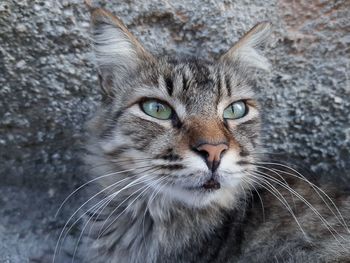 Close-up portrait of a cat
