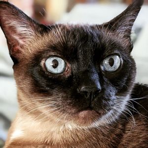 Close-up portrait of a cat