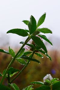 Close-up of plant growing outdoors