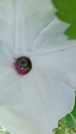 Close-up of white flower