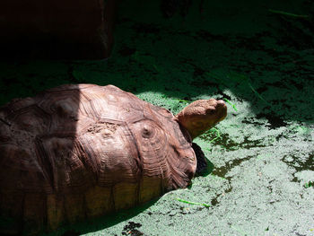 High angle view of a turtle in zoo