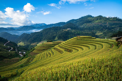 Scenic view of agricultural field against sky