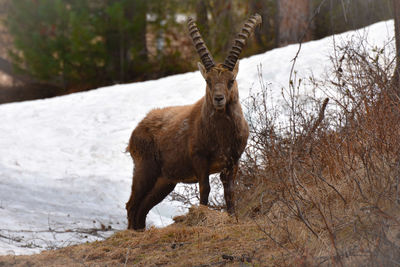 Deer standing on field