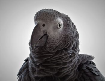 Close-up portrait of african grey parrot