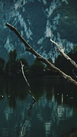 Close-up of plant in lake
