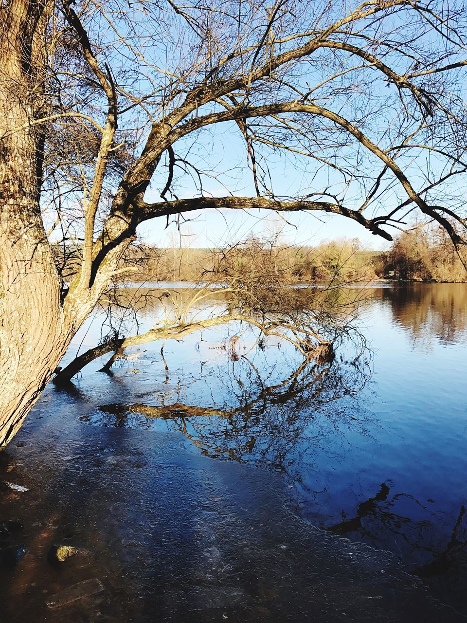 water, reflection, nature, tree, sky, outdoors, no people, day, scenics, close-up, beauty in nature