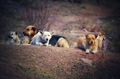 View of dogs relaxing on land