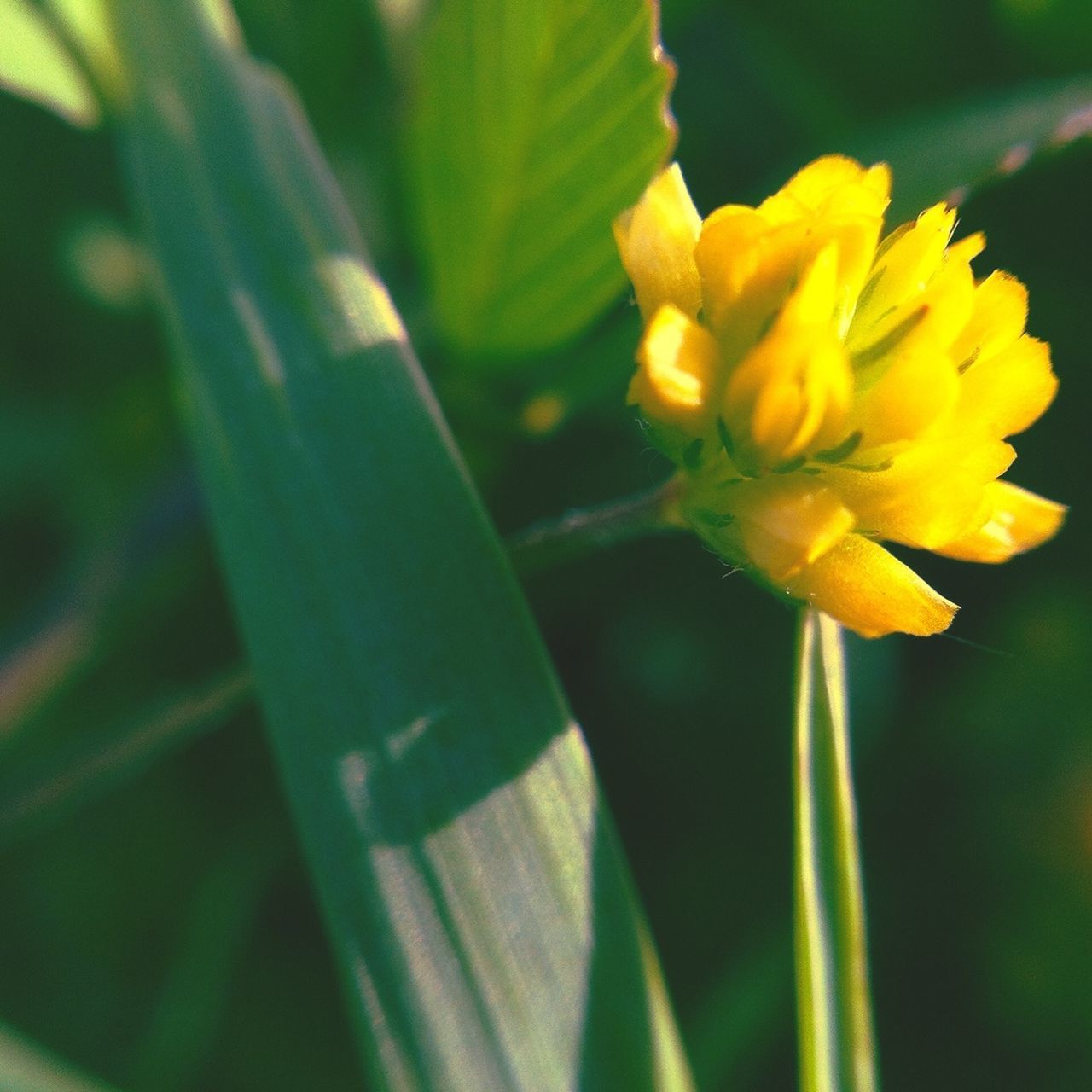 flower, petal, freshness, growth, fragility, yellow, flower head, close-up, focus on foreground, beauty in nature, plant, nature, blooming, single flower, stem, selective focus, leaf, in bloom, botany, outdoors