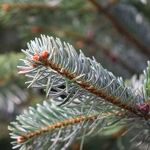 Close-up of pine tree branch