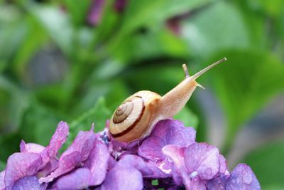 Close-up of snail on purple flower