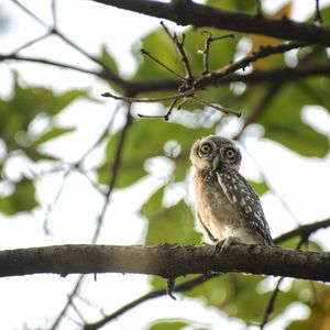 Low angle view of owl perching on tree