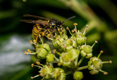Close-up of insect on plant